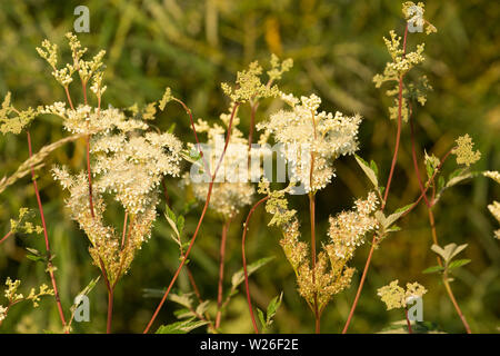 Olmaria, Filipendula ulmaria, crescente sulla terra paludosa a rotoli ponte in Gillingham Dorset England Regno Unito GB Foto Stock