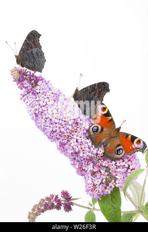 Tre allevato in cattività farfalle di pavone, Aglais io, che hanno recentemente emerso dalla loro chrysalises poggiante su Buddleia, Budleja davidii, prima di bein Foto Stock