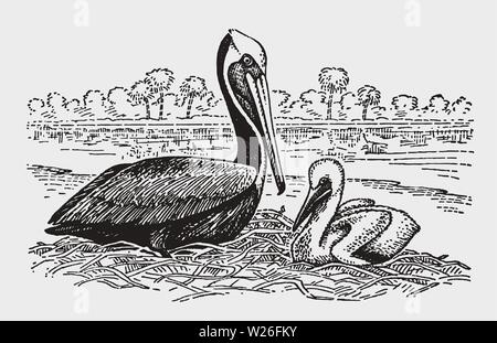 Adulto pellicano marrone (Pelecanus occidentalis) con un pulcino seduto su un nido. Illustrazione dopo una incisione storica risalente agli inizi del XX secolo Illustrazione Vettoriale