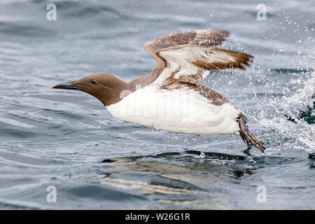 Guillemots sulla Grande Isola Saltee nel sole primaverile Foto Stock