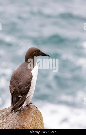 Guillemots sulla Grande Isola Saltee nel sole primaverile Foto Stock