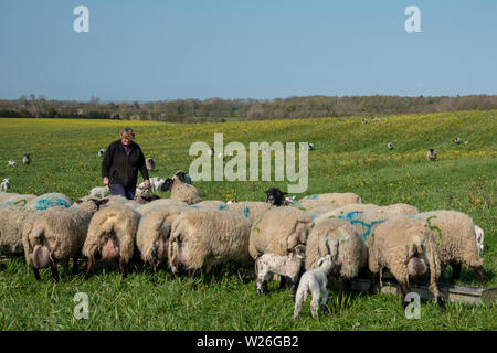 Inglese pastorella durante la stagione figliando fuori nel campo Foto Stock
