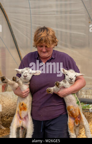 Inglese pastorella portante due agnelli, durante la stagione di figliatura Foto Stock