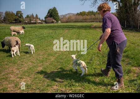 Inglese pastorella con il suo uncino durante la stagione figliando Foto Stock