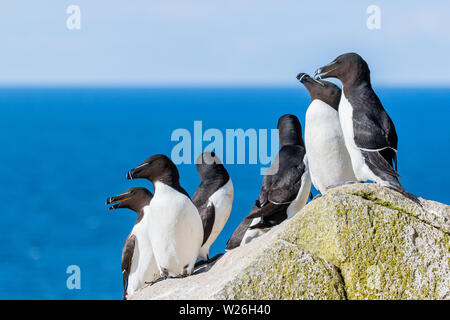 Razorbill sulla grande Saltee durante la stagione della riproduzione Foto Stock