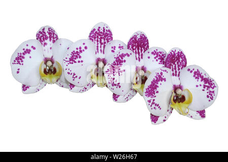 Phalaenopsis Orchidee Tagliare Foto Stock