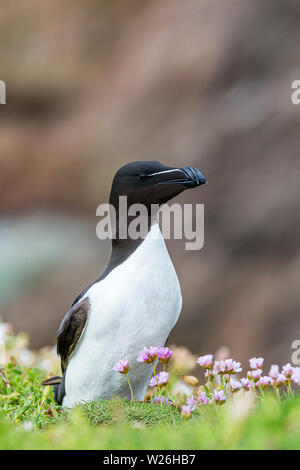 Razorbill sulla grande Saltee durante la stagione della riproduzione Foto Stock