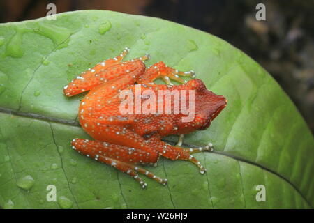 La cannella rana, cannella treefrog, Foto Stock