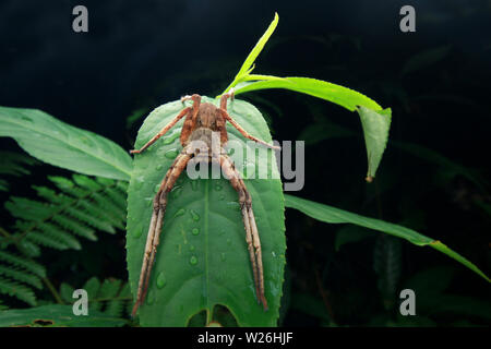 Spider poggiante sulla foglia verde Foto Stock