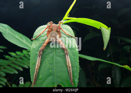 Spider poggiante sulla foglia verde Foto Stock