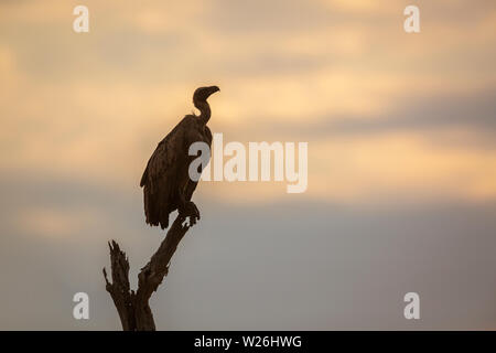 Dorso bianco avvoltoio appollaiato nel ramo morto all'alba nel Parco Nazionale di Kruger, Sud Africa ; Specie Gyps africanus famiglia di Accipitridae Foto Stock