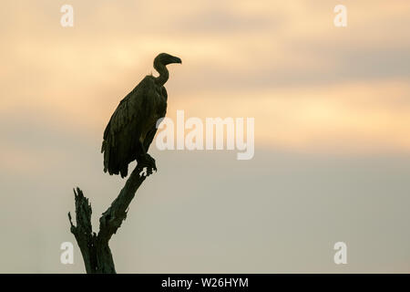 Dorso bianco avvoltoio appollaiato nel ramo morto all'alba nel Parco Nazionale di Kruger, Sud Africa ; Specie Gyps africanus famiglia di Accipitridae Foto Stock