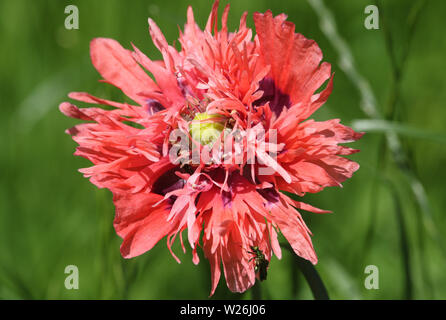 Una bella Wild doppio fiore di papavero cresce in un prato NEL REGNO UNITO. Foto Stock