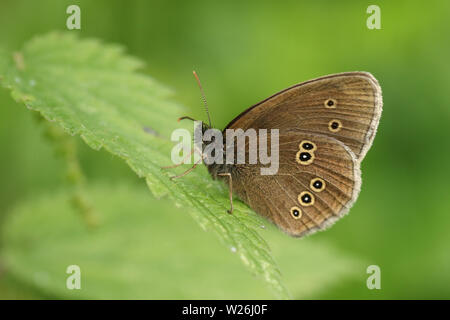 Un grazioso Ringlet Butterfly, Aphantopus hyperantus, appollaiate su un Ortica foglie. Foto Stock