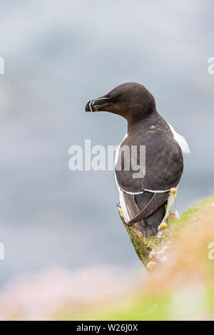 Razorbill sulla grande Saltee durante la stagione della riproduzione Foto Stock