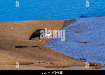 Collo di lana cicogna in riverbank nel Parco Nazionale di Kruger, Sud Africa ; specie Ciconia episcopus famiglia delle Ciconiidae Foto Stock