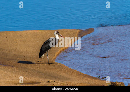 Collo di lana cicogna in riverbank nel Parco Nazionale di Kruger, Sud Africa ; specie Ciconia episcopus famiglia delle Ciconiidae Foto Stock