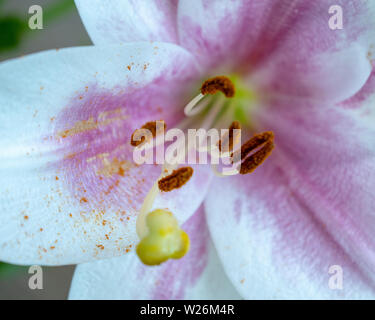 Una varietà di fiori nel giardino Foto Stock