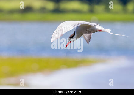 Comune di caccia tern oltre l'acqua a Nostra Signora della isola, County Wexford, Irlanda Foto Stock