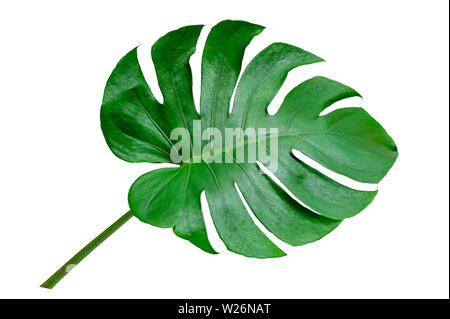 Foglie di monstera foglie con isolare su sfondo bianco lascia su bianco Foto Stock
