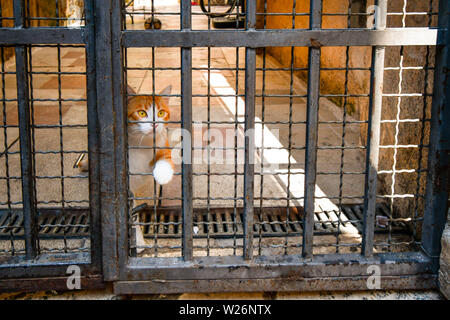 Un arancio e bianco di capelli corti cat siede dietro gated bar nel cortile di un appartamento nel centro di Kotor, Montenegro, la città dei gatti. Foto Stock