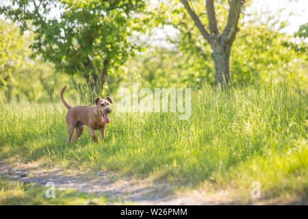 Bella Irish terrier cani, molto attivo hunter razza, in habitat naturali. Foto Stock