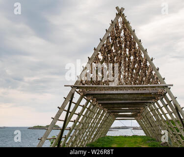 Rack di baccalà, noto come stoccafisso, sono un simbolo iconico del nord della Norvegia e le isole Lofoten in tardo inverno e primavera. Foto Stock