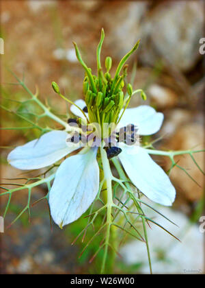 Nigela sativa macro fiore in fiore background e sfondi in cima stampe di alta qualità Foto Stock