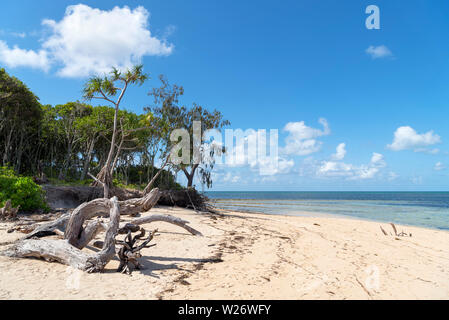 Sulla spiaggia di Isola Verde, a Coral Cay nella Great Barrier Reef Marine Park, Queensland, Australia Foto Stock