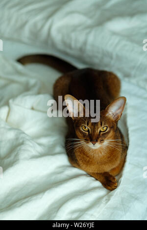 Gatto delle razze abyssian giace sul letto bianco in camera da letto. Colpo verticale, vista dall'alto Foto Stock