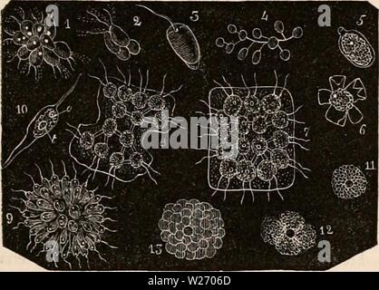 Archivio immagine dalla pagina 28 della encyclopaedia - Wikizionario di anatomia e Foto Stock