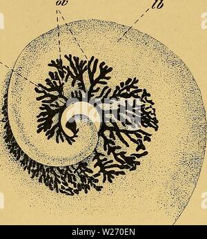 Archivio immagine dalla pagina 29 della Das Urogenitalsystem von Ampullaria gigas Foto Stock