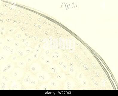 Archivio immagine dalla pagina 30 della Das sistema nÞturliche der Elasmobranchier. Das sistema nÂÃturliche der Elasmobranchier auf Grundlage des Baues und der Entwicklung ihrer WirbelsÂÃule; eine morphologische und palÂÃontologische Studie dasnturliche79hass Anno: 1879 Fifi. : : Fig.H). Fig. ?/ ' Foto Stock