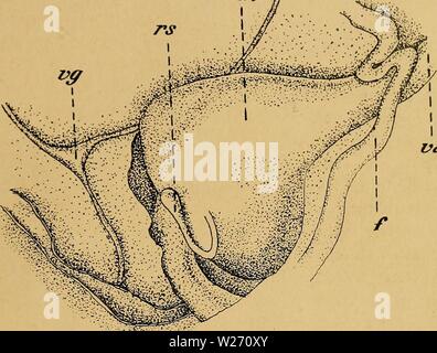 Archivio immagine dalla pagina 30 della Das Urogenitalsystem von Ampullaria gigas Foto Stock