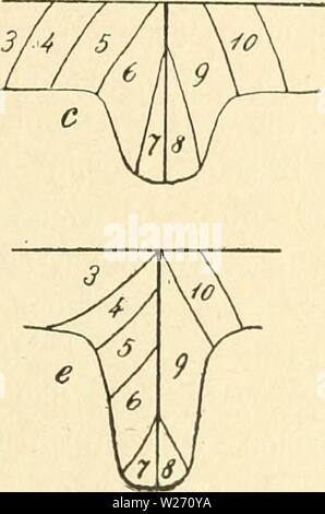 Immagine di archivio da pagina 30 del De dermatomerie bij de hagedis. De dermatomerie bij de hagedis (Lacerta viridis) dedermatomeriebi00trig Anno: 1917 Foto Stock