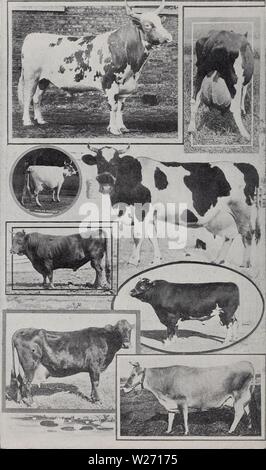 Immagine di archivio da pagina 31 di formaggi, di pollame e di allevamento del bestiame. Dairying, di pollame e di allevamento del bestiame a Washington dairyingpoultrys00lavare Anno: 1912 Qualche Mondo il record del bestiame bovino di caseificio. 'Peter Pan', Grand Champion Bull di Gran Bretagna e America; 'Marjie Newman," "Netherhall Brownie 9th,' 'Bonnie Lass Pauline," "Gerties pagine di Stokes,' e gli altri vincitori del premio. Vedere le pagine 19, 21 e 49. Foto Stock