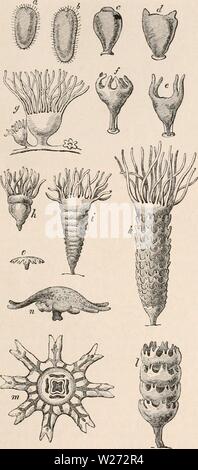 Archivio immagine dalla pagina 34 della encyclopaedia - Wikizionario di anatomia e