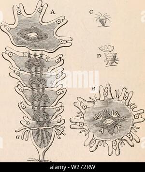 Archivio immagine dalla pagina 34 della encyclopaedia - Wikizionario di anatomia e Foto Stock