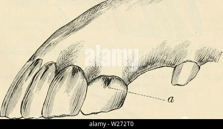 Archivio immagine dalla pagina 34 alla dentizione come indicativa del. Dentizione come indicativo dell'età degli animali della fattoria dentitionasindic00browrich Anno: 1895 degli animali della fattoria. 31 trace rimanente. I piccoli cerchi in tlie tabelle dei denti si limita a indicare l'apice del cono invertito in cui infundibulnm originariamente esisteva, e qualsiasi buon osservatore guardando le due bocche potrebbe decidere che ' ' del Cremlino è stata più vecchi di ' Epiro." Tuttavia, è quasi certo che entrambi i cavalli erano della stessa età e sia molto più vecchie rispetto ai denti indicato loro di essere. Un metodo di Foto Stock