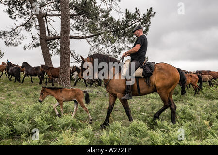 Cavalli selvaggi sono ammassati insieme nelle colline durante la rapa Das Bestas festival il 6 luglio 2019 in Sabucedo, Spagna. Cavalli selvaggi sono catturati nella hil Foto Stock