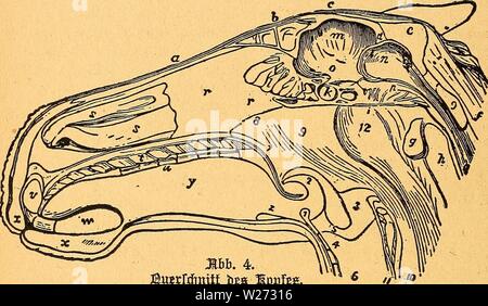 Archivio immagine dalla pagina 35 della Das pferdebuch des amerikanischen agricoltori. Das pferdebuch des amerikanischen agricoltori daspferdebuchdes00hoff Anno: 1917 30 ®un§ 5}5ferbeBud6 essere§ amcrifanifceu ??artner§. g) er Sttla§ ober Präger. ®er erfte alStoirbel. h) ®te 9TC£)fe ober ber atoeite aBtoirBel. i) ®er etlfortfa beB OfierfiautBetnB. Bioifcen biefen uttb bem biirrf) e beäeicneten Seil liegt ba§ grofee £)berf)au|)t§= loc, iüQ§ 3"w S)urc£)pista essere§ berlängerten S)sono§ ober 0lüdEenntarf e§ bient. k) ®Q§ eilBein mit ben eilöeinlölIen. 1) BRS ieBBein mit ben ieBBeiitäellen. m) S)Un§ grofee elim mit ber mein Foto Stock