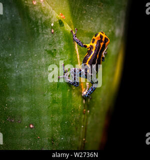 Poison dart frog, Ranitomeya imitatore Jeberos è una specie di poison dart frog trovati nella regione centro-settentrionale del Perù orientale. Il suo nome comune inc Foto Stock