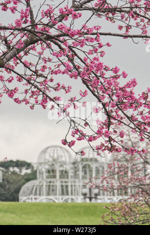 Rosa fiori di ciliegio in fiore il Giardino Botanico di Curitiba in Brasile, o il Jardim Botânico de Curitiba, Parana, Brasil. Foto Stock