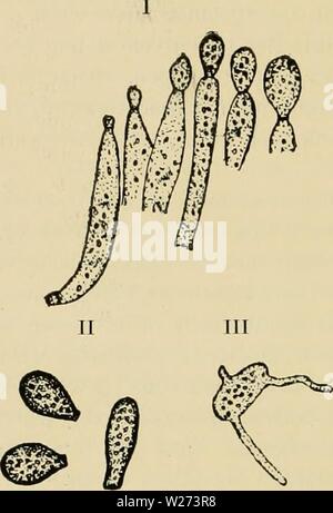 Immagine di archivio da pagina 37 del De vijanden dierlijke der koffiecultuur. De vijanden dierlijke der koffiecultuur op Java dedierlijkevijan02koni Anno: 1897 - 26 - fig. 10. Empiisa Lcca- nii, Vorming der banidiën uit de kogelvormige cel- len. di met alcol gefixeerd en incontrato carmaluin gekleurd aveva. In het laatste geval waren in de kogelvormige costante cellen 4 cel- kernen waar te nemen. Om nu de verdere ontwikkeling van deze schimmel te leeren kennen, moet uomini luizen bestudeeren, waarvan de kleur pas eene grijsachtigc tint begint te verkrijgen. Heeft uomini van deze porta- sneden vervaardigd di eenv Foto Stock