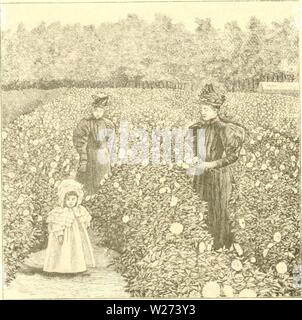 Archivio immagine dalla pagina 37 della dalia una pratica. La dalia : un pratico trattato sulla sua abitudini, le caratteristiche di coltivazione e storia dahliapracticalt00peac Anno: 1896 CAMPO DI NVMPH.EA dalie. Piantato Maggio 3otli. Foto"raphed sett. 28tli, 1895, alter nove settimane con- tinuous droutli. Stelo Siiiiile l&GT;rancliin' svsteni. Foto Stock