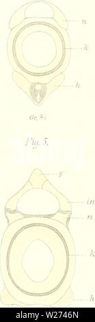 Archivio immagine dalla pagina 38 della Das sistema nÞturliche der Elasmobranchier. Das sistema nÂÃturliche der Elasmobranchier auf Grundlage des Baues und der Entwicklung ihrer WirbelsÂÃule; eine morphologische und palÂÃontologische Studie dasnturliche79hass Anno: 1879 â ¢ â - Â Â"mmynrrnj.iii. ',: Ffr." 0, '. La Fig.10. Foto Stock