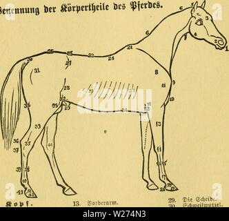 Immagine di archivio da pagina 39 di Das pferd Ein buch für. Das pferd. Ein buch für das volk, enthaltend: daspferdeinbuchf01pitc Anno: 1881 3g ®un§ :tferb. nirf,t in m arofeer ile su fein, nm 61jcu ju gelangcn, lonbern c§ trocfen ert iaft " F&lt;e nit in Eraftigev ®ef"..bf,iet "nb em.m 34ta. nal., in ban fie su "tkit ba8 aeufeerfle tioMvinaen tonnen. Ict Stncnnuiis abr|.ttt|cilt ito (ncS. 1. gjiunb. 2. tiiftern. 3. ajovbcr=Sopi. 4. Kiefer. 5. dcitcl. 6. 6. Wliljne. 7. iiujlrotivc. jB it V )" e 11 D e i I . 8. djuttcrttatt. 9. Sovbctfte pilje bcr d)uUer. 10. Sruft. 11. 11. .?)Ufte-, , 12. (SUboge Foto Stock