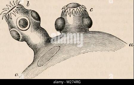 Archivio immagine dalla pagina 39 della encyclopaedia - Wikizionario di anatomia e Foto Stock