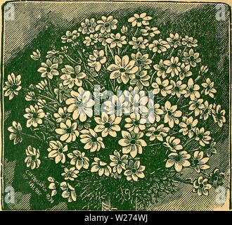 Immagine di archivio da pagina 39 di DeJong floreali e sementi Co. DeJong floreali e sementi Co dejongfloralseed1928dejo Anno: 1928 Single Dahlia Dahlia e/ery si conosce e ammira la doppia Dahl- ia, ma pochi sono a conoscenza del fatto che essa può essere cresciuto in modo facilmente dal seme e fiori la prima stagione, che l'acquisto delle lampadine è una spesa inutile. La singola varietà sono diventato molto popolare negli ultimi anni. Seminare i semi dell'inizio di aprile in hot-letto o scatola in casa, e trapianto quando ogni pericolo di gelo è finita, in letti 24 pollici apart. Prendere le radici non appena il gelo oc- curs in caduta e preservare i Foto Stock