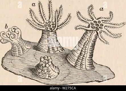 Archivio immagine dalla pagina 40 della encyclopaedia - Wikizionario di anatomia e. Il encyclopaedia - Wikizionario di anatomia e fisiologia cyclopdiaofana0401todd Anno: 1847 POLYPIFERA piastrella tentacular cirrhi; senza tracce di visceri e riprodotti da gemmae esterno. Hydra (fig. 25). Sotto-classe 2. ANTHOZOA. Bocca del fiore polype-simili, circondato da tentacula contrattile, i margini di cui sono Fig. 20. Polypes di Ct/donium sporge, ingrandita. (Dopo Mutter.) 5 a con i tentacoli espansi; b, tentacoli chiuso. frange, ma bisognosi di ciglia vibratile ; stomaco formando un sacchetto distinti, senza alcun canale intestinale; o Foto Stock